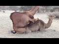 Animal Video | Camel Mating and Giving Birth