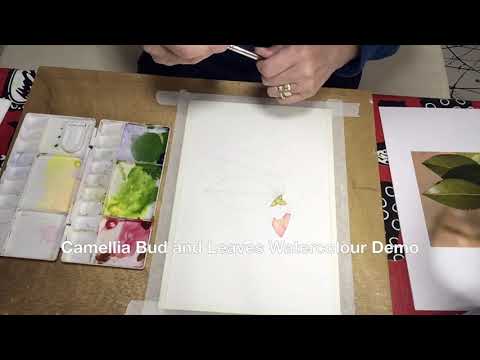 Vídeo: Camellia Bud Àcars: què fer amb els àcars a Camellia