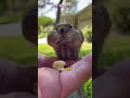 Meet Squishy &mdash; The Tiny Squirrel with Big Dreams (and Bigger Cheeks) 😆🐿️