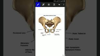 MIDINGUINAL POINT AND MIDPOINT OF INGUINAL LIGAMENT
