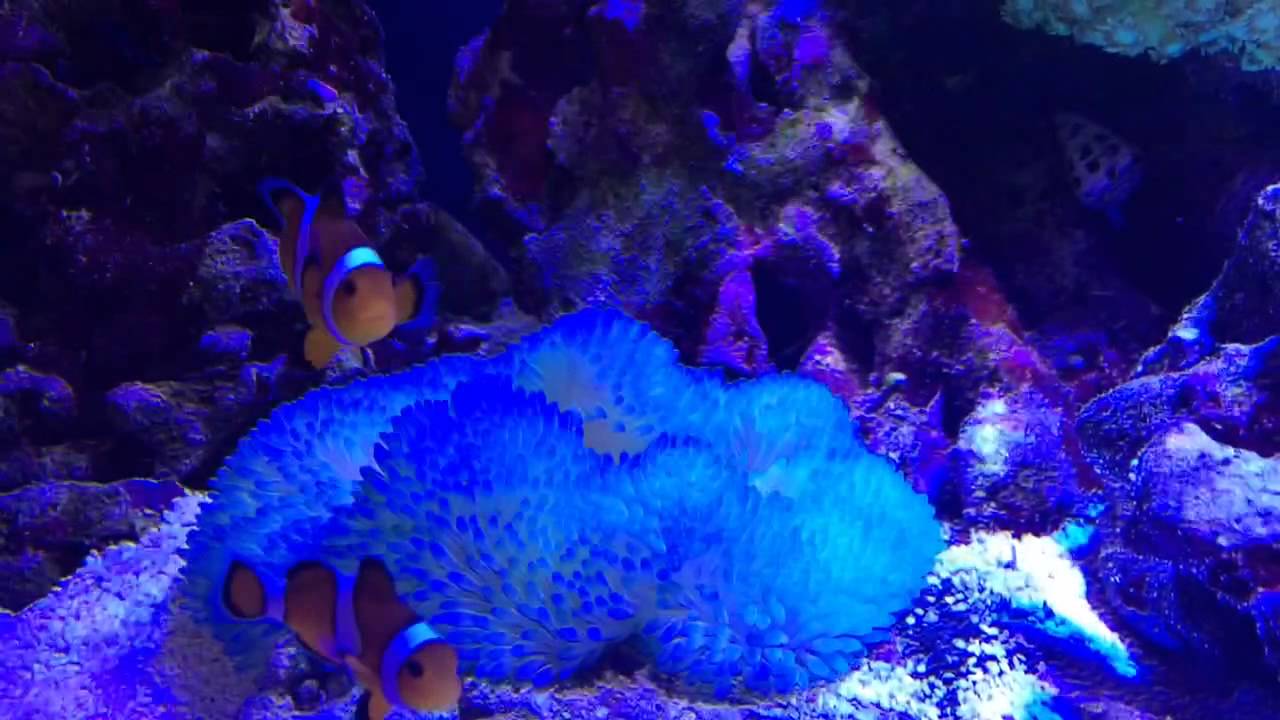 ハタゴイソギンチャク ブルー 照明点灯中 Youtube