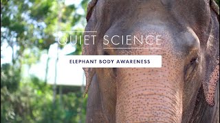 Quiet Science: Elephant Body Awareness by Worldview Studio 127 views 2 months ago 1 minute, 25 seconds