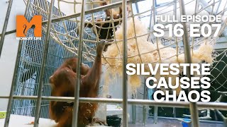 Silvestre Starts a Fight | Season 16 Episode 7 | Full Episode | Monkey Life by Monkey Life 8,012 views 12 days ago 23 minutes