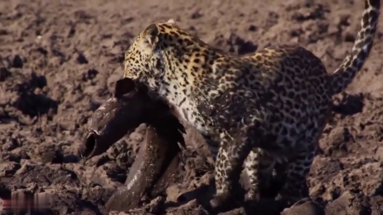 animal attacks reddit Amazing Leopard Hunts A Catfish - Leopard Hunting
