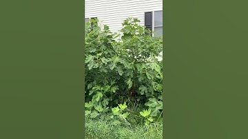Pruning a Fig Tree That