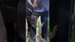 The guilty look your day Gecko gives you after pooping on the glass!