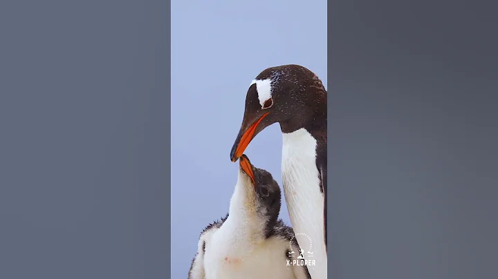 🎬 Penguins: The Ultimate Survival Story | Official Trailer | X-plorer Wildlife Documentary