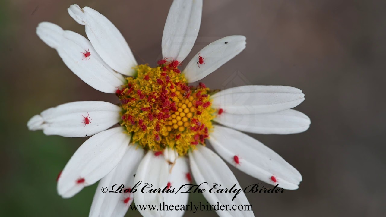 RED ERYTHRAEID MITES Balaustium  on daisy 3021891