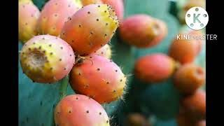 فوائد التين الشوكي واضراره                        The benefits and harms of the prickly pear