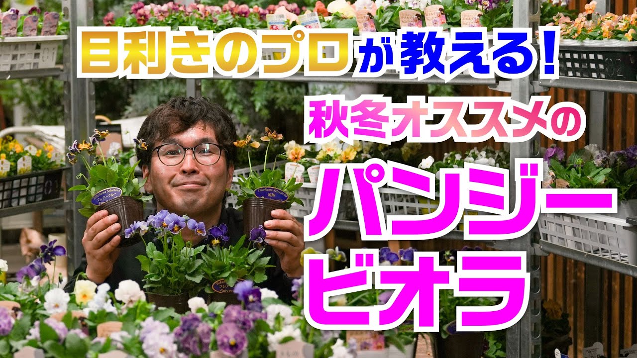 パンジー・ビオラ】秋冬おすすめのパンジービオラ！ - YouTube