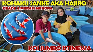 PANEN  KOI JUMBO GRADE A MERAH MERONA ? SAT SET OM SERBA MURMER INI ❗❗