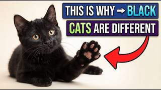 18 Hidden Facts About Black Cats That Only True Owners Know
