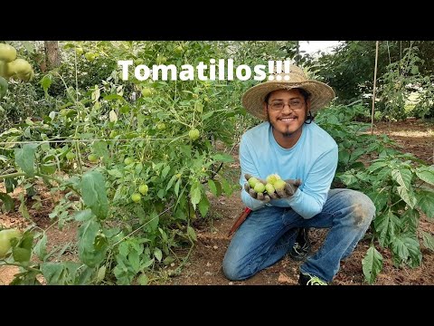 Video: Cosecha de tomatillo - Cómo saber si un tomatillo está maduro