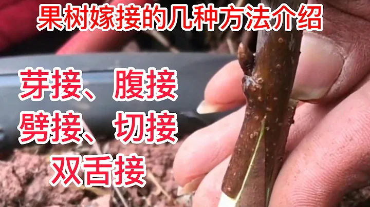 果树嫁接的几种方法介绍，赶紧收藏起来，嫁接新手值得学习学习   Several methods of fruit tree grafting are introduced,  collect them - 天天要闻