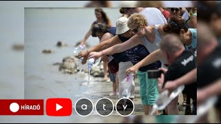 A kormány nem ad pénzt a Velencei-tó megmentéséhez