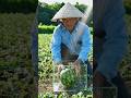 #funfacts  #shorts  #viralshorts #countryfacts ##watermelon#Japan’s inventions are next level 🇯🇵