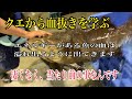クエから血抜きを学ぶ【エネルギーのある魚の血は溢れ出るように出てきます】凄くなく、当たり前の事なんです編 vol.335