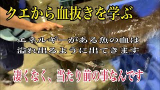 クエから血抜きを学ぶ【エネルギーのある魚の血は溢れ出るように出てきます】凄くなく、当たり前の事なんです編 vol.335