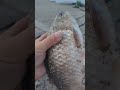 Мега карась мутант , я таких ещё не ловил карасей .