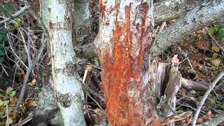 Claw Marks in a Tree