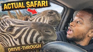 DRIVING THROUGH A SAFARI WITH WILD ANIMALS (FUNNY CHAOS) 