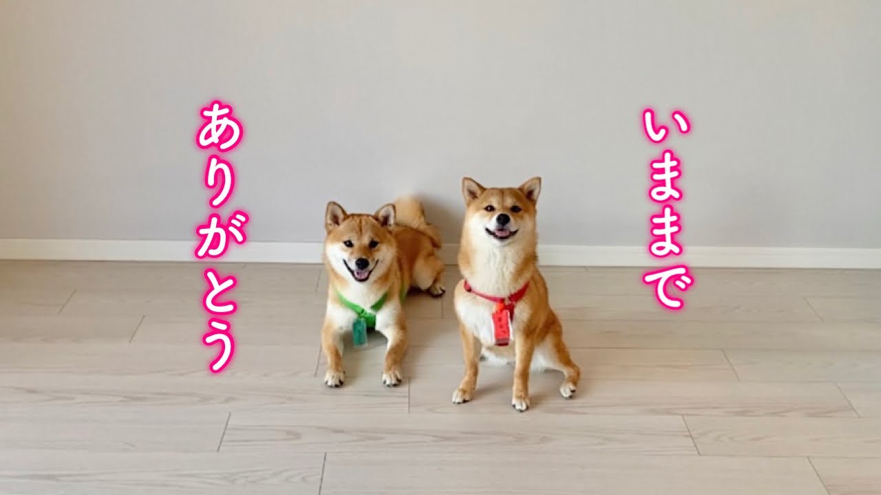 The day of departure The Shiba Inu brother and sister look a