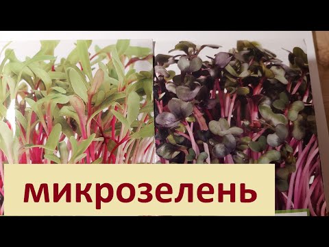 544. для ЗДОРОВЬЯ=для ИММУНИТЕТА= МИКРОЗЕЛЕНЬ
