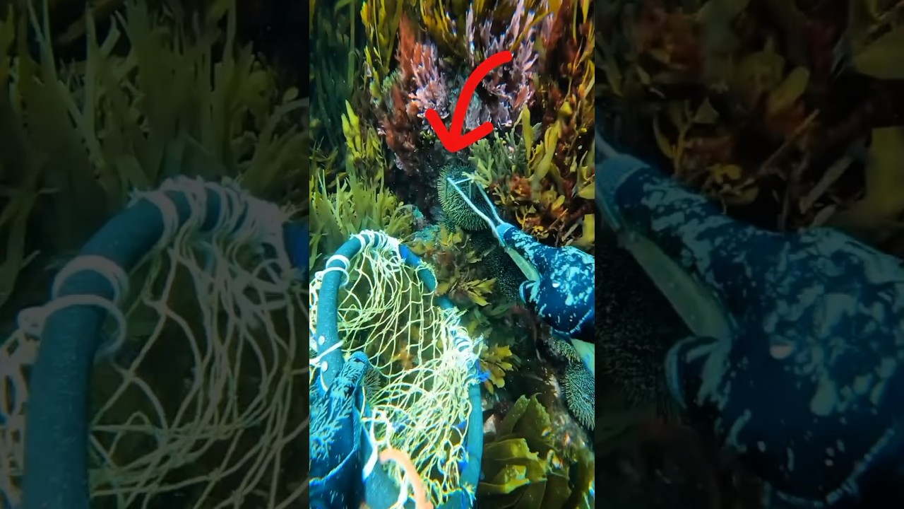 Diving for Luxury Eggs: The Risk and Reward of Sea Urchin Hunting 