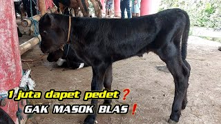 GAK MASUK AKAL BLAS❗️PEDET TERMURAH HARGA 1 JUTA