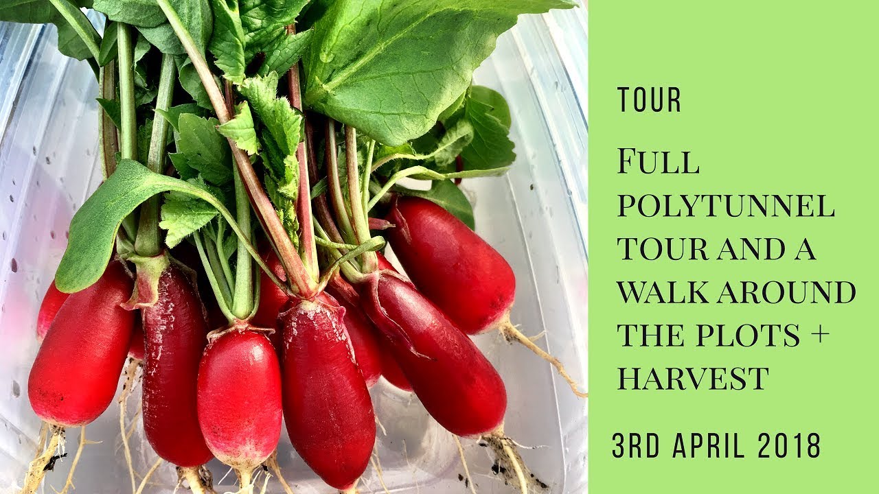 Full polytunnel tour, a walk around the plots, and a harvest!