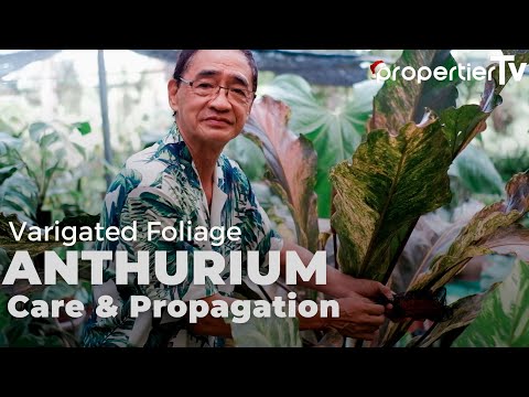 Video: Reproduktion Af Anthurium Derhjemme (47 Fotos): Hvordan Man Formerer 