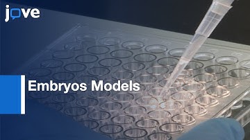 Cell Signaling Network Interactions Study using Embryos Models | Protocol Preview