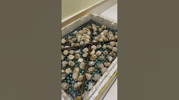 Cách ấp trứng ốc nhồi, ốc bươu đen đạt tỉ lệ cao #ocnhoi #ốcbươuđen #mohinhnuoioc