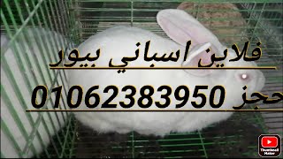 سلالات ارانب الفلاين الاسبانى بالاشكال والاوزان والأسعار