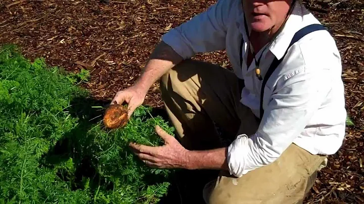 Maui Bees Farm, you pick, organic bio dynamic vege...