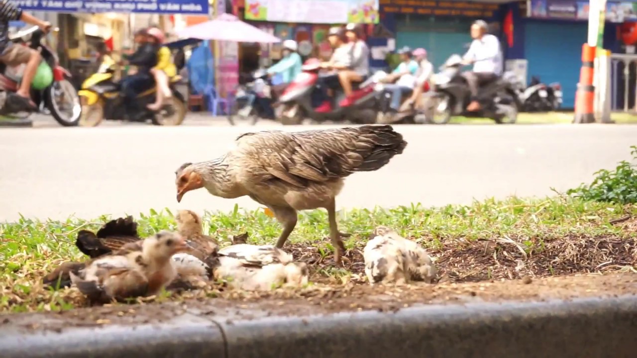 Ho Chi Minh City Sidewalk Chicks - Inner City Farming