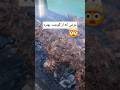 مرغ رو جوری کباب کردم که از گوشت قرمز بهتر شد جوجه ترش کباب