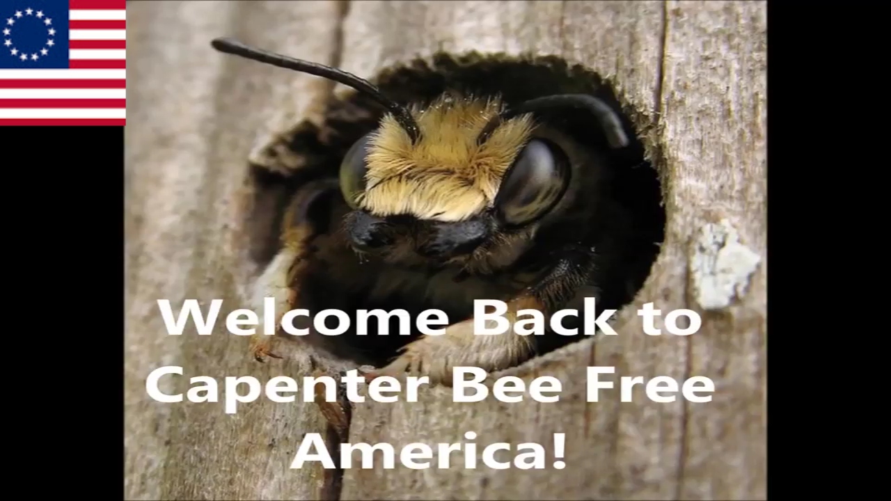 Carpenter Bee Traps Part II - Killin' em! - YouTube