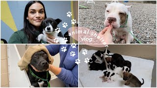 animal shelter vlog // volunteering, socializing, bathing pups