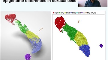 E01.4-Single-cell multiomics data reveals extensive epigenome remodeling during cortical development