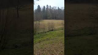 Schafe rasen durchs Riepenbach Tal #solling #natur #weidetiere #sollingvogler #skudden