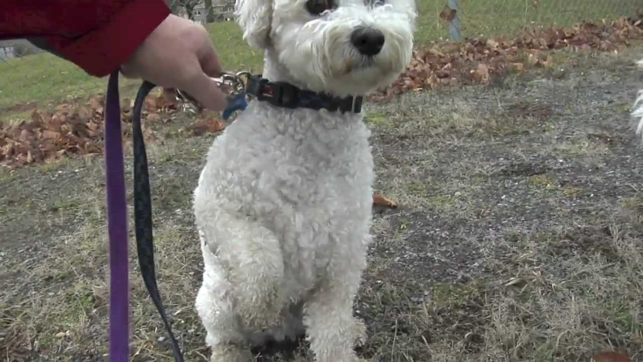 how fast can a bichon frise run