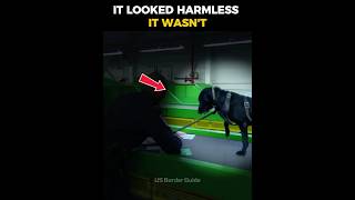 IT LOOKED HARMLESS: The Holiday Mail Screening Intercept 🚨🐕 #CBP #Shorts