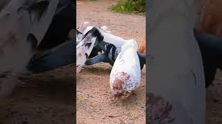 Cute pigeons because I like to raise them  official music video34.1
