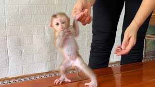 Baby monkey Tina and her mother introduce their home