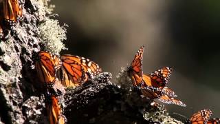Mexico's Monarch Butterfly Migration | Mexico Ecotourism