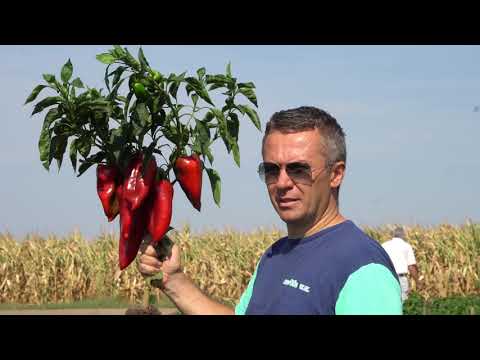 Video: Cubanelle Pepper Dejstva in uporaba: Naučite se gojiti rastlino popra Cubanelle