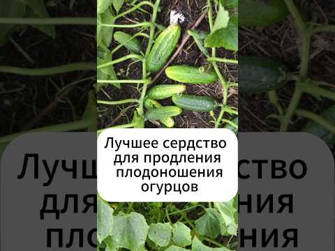 Лучшее средство как