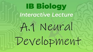 IB Biology A.1 - Neural Development - Interactive Lecture