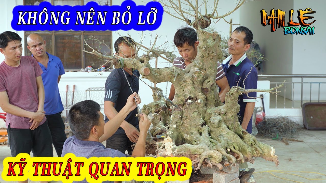 Nam Lê chia sẻ kinh nghiệm, những kỹ thuật rất khó cho những cốt cây như vậy ! | NamLe Bonsai